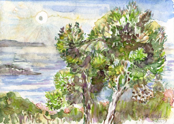 Alonnisos Magic Pine Trees