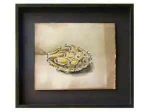 PITAHAYAFRUCHT - 32 x 37 cm_Handgefertigter Modellrahmen aus Holz, anthrazitfarben geschlemmt, mit handgefärbter Sichtleiste mit Museumsglas - Zeichnung mit Graphitstift, Aquarellstift auf präpariertem Papier, 20 x 25 cm, 2019