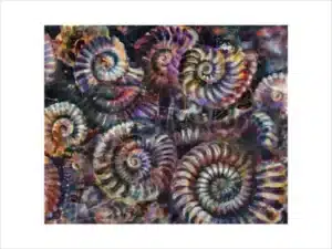 AMMONITEN (URZEIT) - Hochwertiger Kunstdruck in unterschiedlichen Größen mit limitierter Auflage von 6 Stück