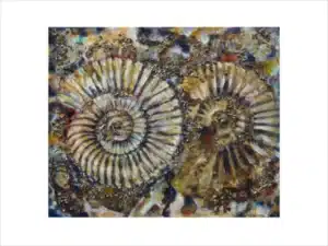 DOPPELAMMONIT - Hochwertiger Kunstdruck in unterschiedlichen Größen mit limitierter Auflage von 6 Stück