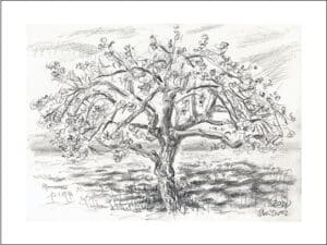 APFELBAUMBLÜTE - Hochwertige Kunstdrucke – eine wunderbare Alternative zum Original! Gedruckt auf archivfestem Büttenpapier oder Leinwand mit pigmentierten Tinten. Erhältlich in den Größen 18 x 24 cm, 30 x 40 cm, 50 x 60 cm oder in einer Größe/Ausschnitt deiner Wahl, rückseitig handsigniert und datiert, mit Künstlerstempel – in einer limitierten Auflage von sechs Exemplaren.