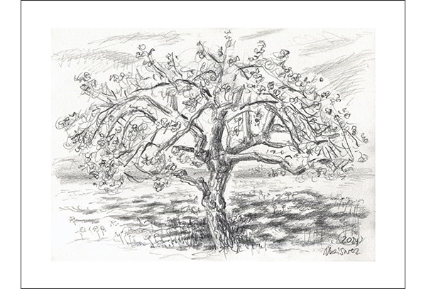 APFELBAUMBLÜTE - Hochwertige Kunstdrucke – eine wunderbare Alternative zum Original! Gedruckt auf archivfestem Büttenpapier oder Leinwand mit pigmentierten Tinten. Erhältlich in den Größen 18 x 24 cm, 30 x 40 cm, 50 x 60 cm oder in einer Größe/Ausschnitt deiner Wahl, rückseitig handsigniert und datiert, mit Künstlerstempel – in einer limitierten Auflage von sechs Exemplaren.