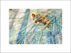 WASSERSCHILDKRÖTE - Hochwertige Kunstdrucke – eine wunderbare Alternative zum Original! Gedruckt auf archivfestem Büttenpapier oder Leinwand mit pigmentierten Tinten. Erhältlich in den Größen 18 x 24 cm, 30 x 40 cm, 50 x 60 cm oder in einer Größe/Ausschnitt deiner Wahl, rückseitig handsigniert und datiert, mit Künstlerstempel – in einer limitierten Auflage von sechs Exemplaren.